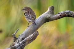 Yellow-Rumped Warbler 5