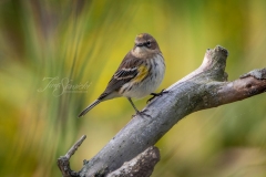Yellow-Rumped Warbler 4