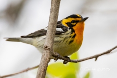 Blackburnian Warbler 3
