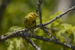 Prairie Warbler 1