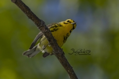 Prairie Warbler 2