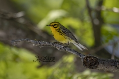 Prairie Warbler 3