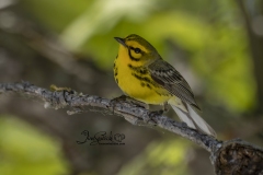 Prairie Warbler 4