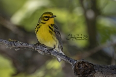 Prairie Warbler 5