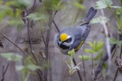 Golden-Winged Warbler