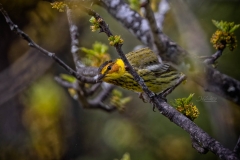 Cape May Warbler 5