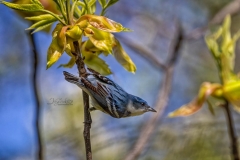 Cerulean Warbler
