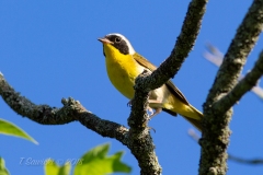 Common Yellowthroat 1