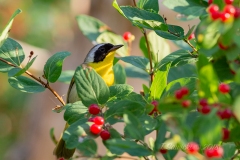 Common Yellowthroat 4