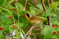 Common Yellowthroat 6