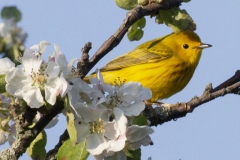 Yellow Warbler 12