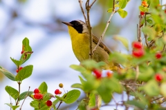 Common Yellowthroat 5