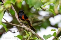 American Redstart 5
