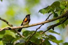 American Redstart 3