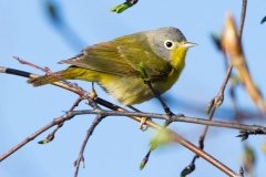 Nashville Warbler 3