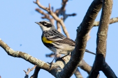 Yellow-Rumped Warbler 1