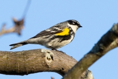 Yellow-Rumped Warbler 3
