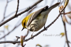 Blackburnian Warbler 4