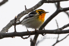 Blackburnian Warbler 2