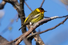Cape May Warbler 3