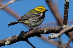 Black-Throated Green Warbler 7