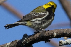 Black-Throated Green Warbler 5