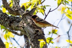 Bay-Breasted Warbler 2