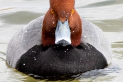 Redhead Duck 1