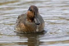 Green Winged Teal 1