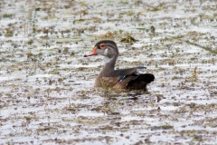 Fall Wood Duck Drake