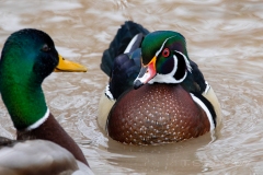 Wood Duck Drake 17