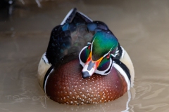 Wood Duck Drake 18