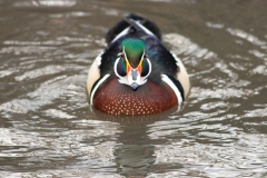 Wood Duck Drake  4