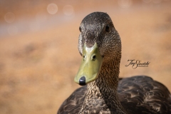 American Black Duck 2