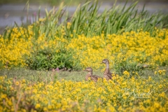 American Black Duck in Marsh Marigolds