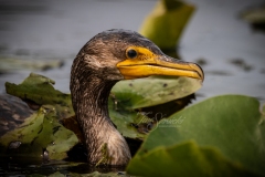 Double-Crested Cormorant 2