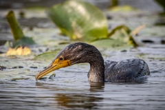 Double-Crested Cormorant 1