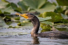 Double-Crested Cormorant 3
