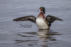 Wood Duck Drake 20