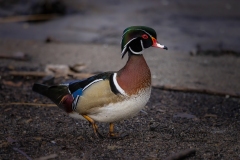 Wood Duck Hen and Drake 4