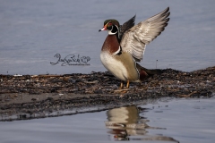 Wood Duck Drake 19