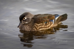 Wood Duck Hen 3