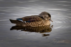 Wood Duck Hen 4