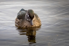 Wood Duck Hen 1