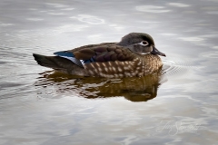Wood Duck Hen 2