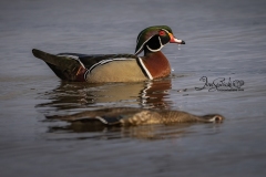 Wood Duck Hen and Drake 1