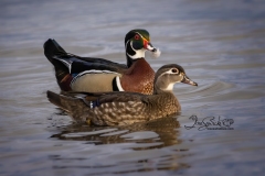 Wood Duck Hen and Drake 2