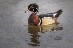 Wood Duck Drake 13