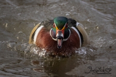 Wood Duck Drake 10