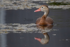 Whistling Duck Profile